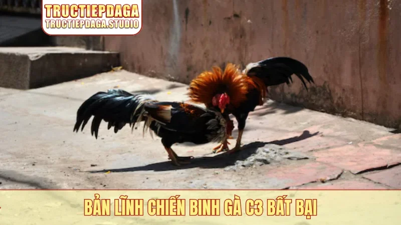 Bản lĩnh chiến binh gà C3 bất bại