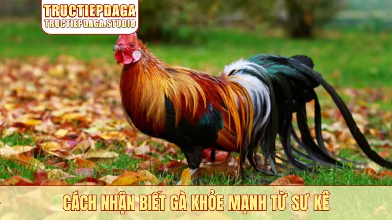 Cách nhận biết gà khỏe mạnh