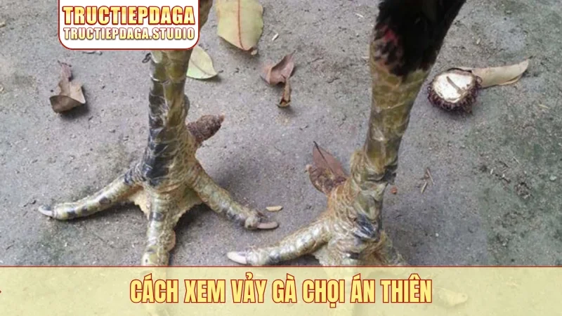 Cách xem vảy gà chọi án thiên