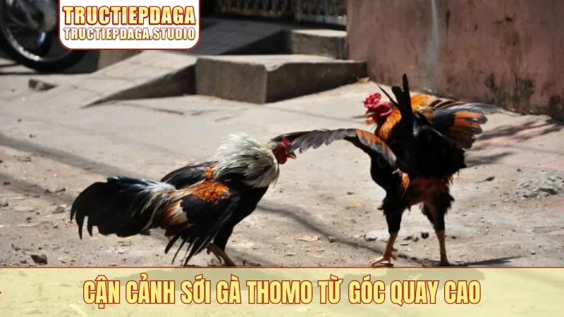 Cận cảnh sới gà Thomo từ góc quay cao