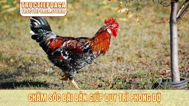 Chăm sóc bài bản giúp duy trì phong độ