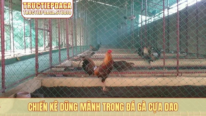 Chiến kê dũng mãnh trong đá gà cựa dao