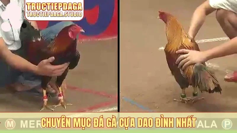 Chuyên mục đá gà cựa dao đỉnh nhất