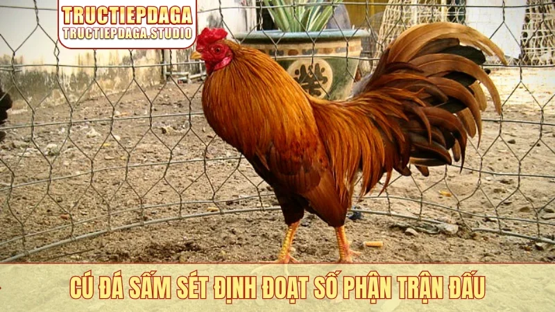 Cú đá sấm sét định đoạt số phận trận đấu