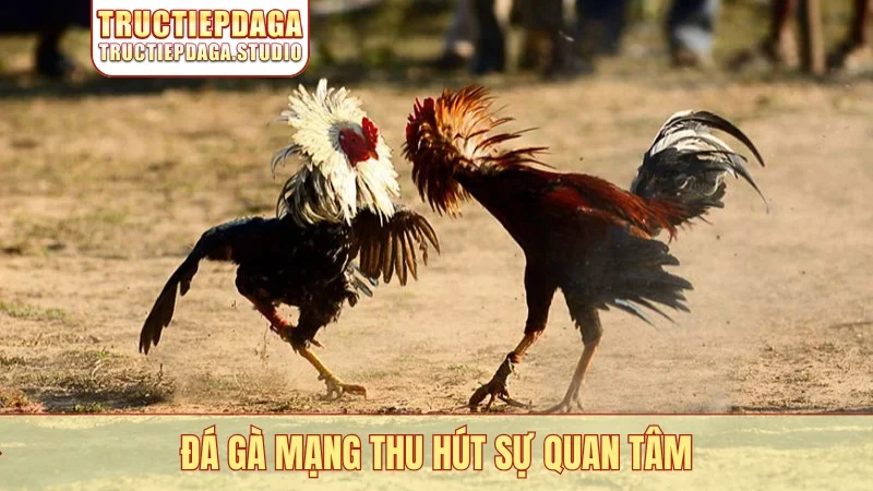 Đá gà mạng thu hút sự quan tâm