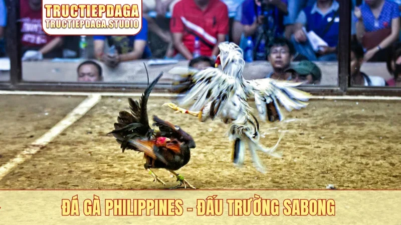 Đá gà Philippines