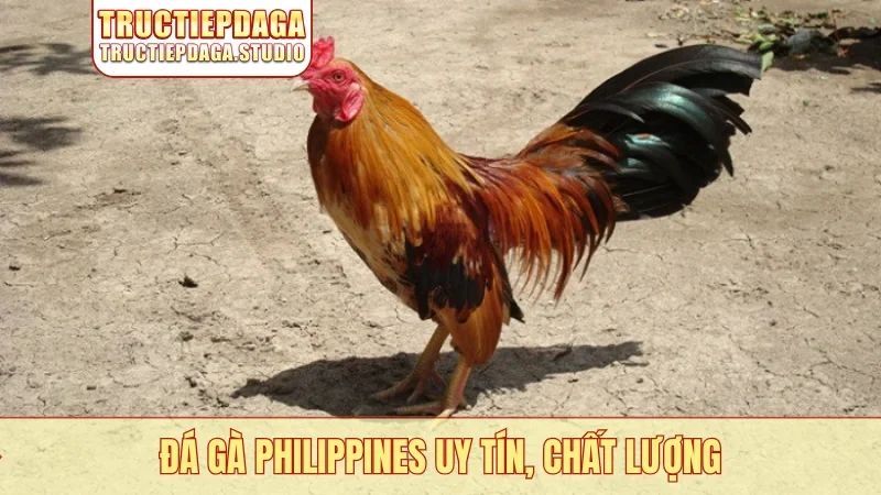 Đá gà Philippines uy tín, chất lượng