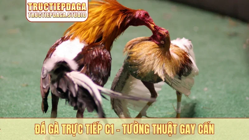 Đá gà trực tiếp C1