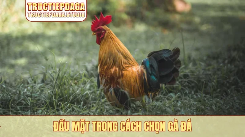 Đầu mặt trong cách chọn gà đá
