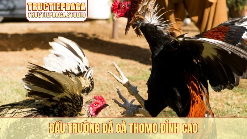 Đấu trường đá gà Thomo đỉnh cao