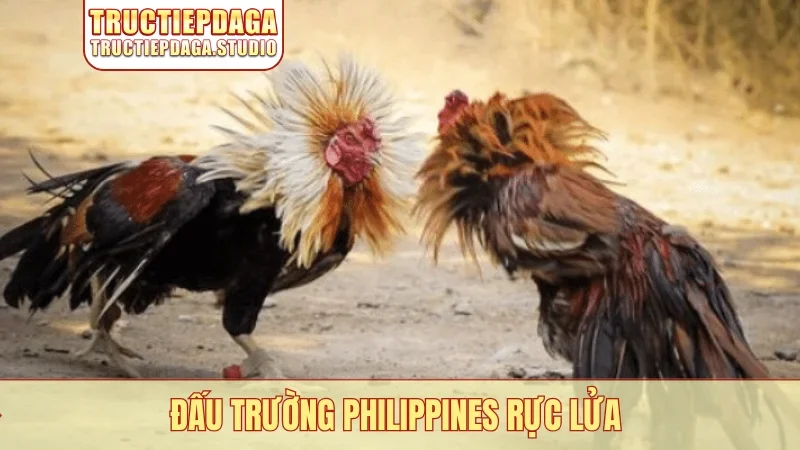 Đấu trường Philippines rực lửa