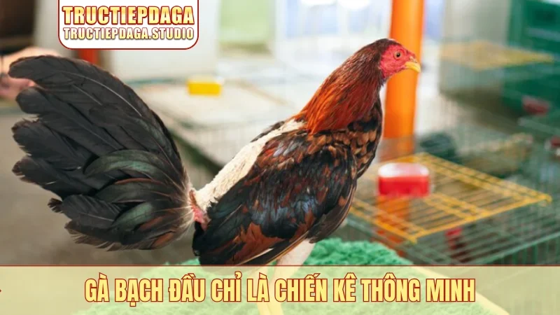 Gà bạch đầu chỉ là chiến kê thông minh