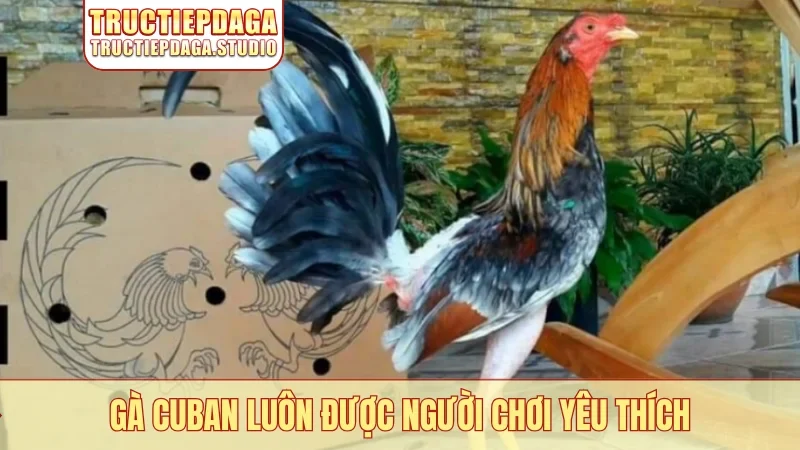 Gà Cuban luôn được người chơi yêu thích
