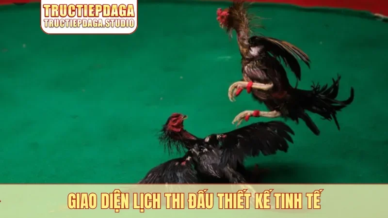 Giao diện lịch thi đấu thiết kế tinh tế