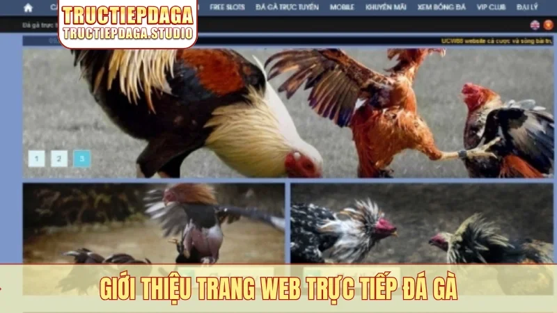 Giới thiệu trang web Trực Tiếp Đá Gà