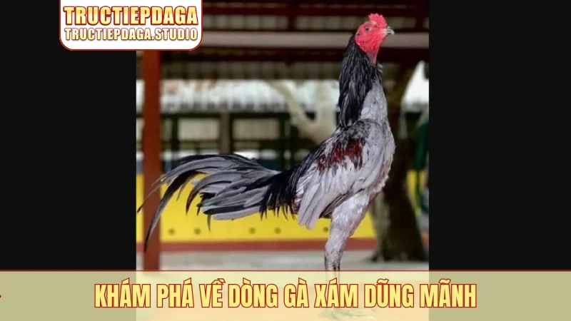 Khám phá về dòng gà Xám dũng mãnh