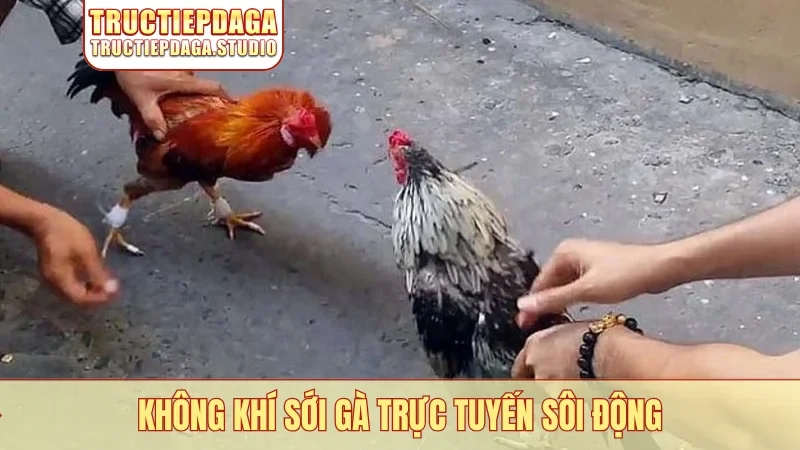 Không khí sới gà trực tuyến sôi động