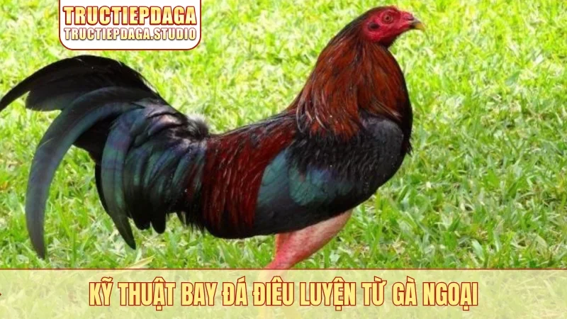 Kỹ thuật bay đá điêu luyện từ gà ngoại