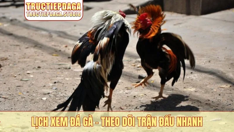 Lịch xem đá gà cập nhật mỗi ngày