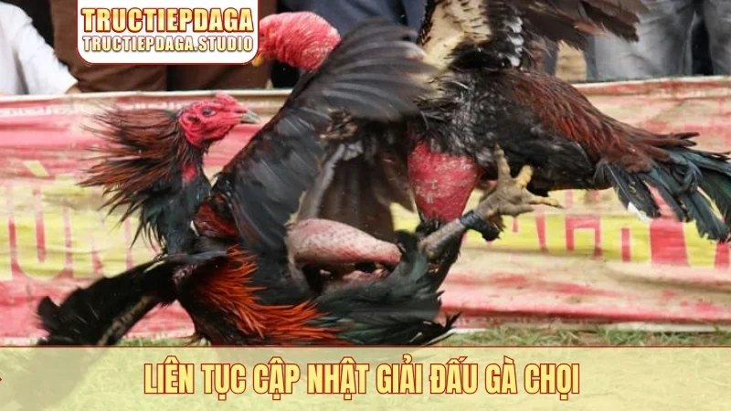 Liên tục cập nhật giải đấu gà chọi