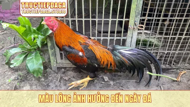 Màu lông ảnh hưởng đến ngày đá
