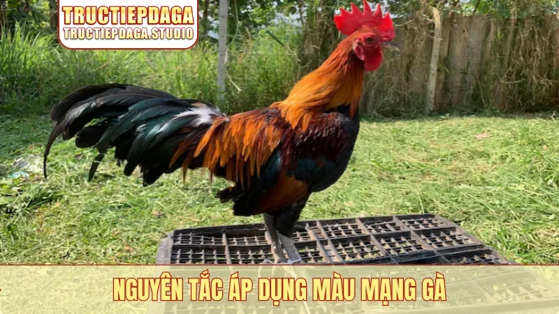 Nguyên tắc áp dụng màu mạng gà