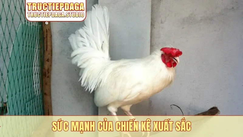 Sức mạnh của chiến kê xuất sắc