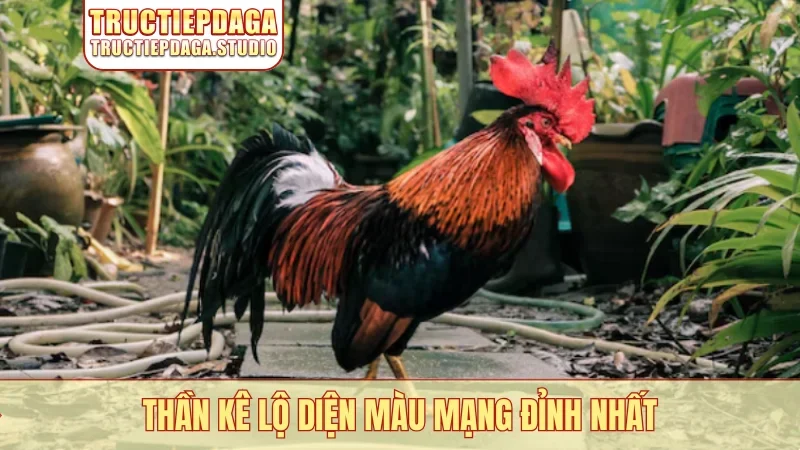 Thần kê lộ diện màu mạng đỉnh nhất