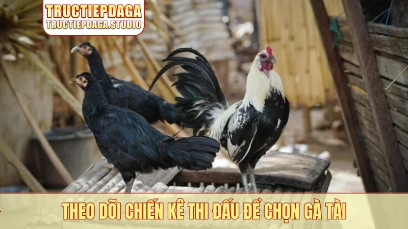 Theo dõi chiến kê thi đấu để chọn gà tài