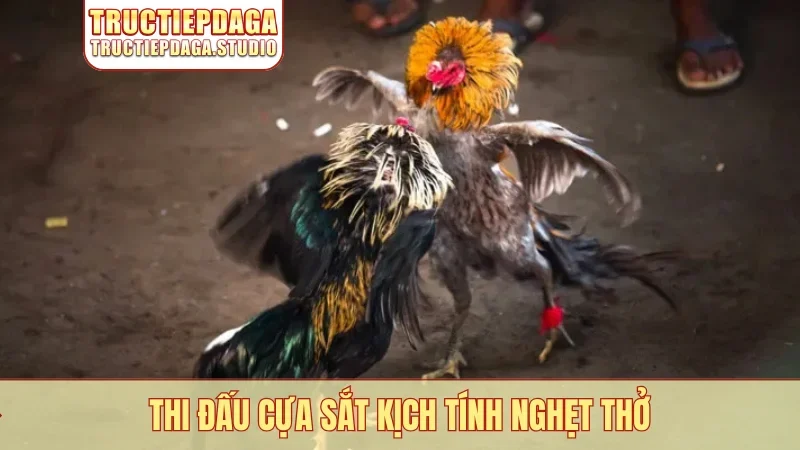 Thi đấu cựa sắt kịch tính nghẹt thở