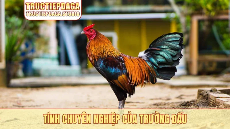 Tính chuyên nghiệp của trường đấu