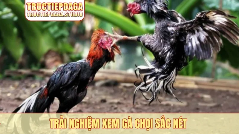 Trải nghiệm xem gà chọi sắc nét