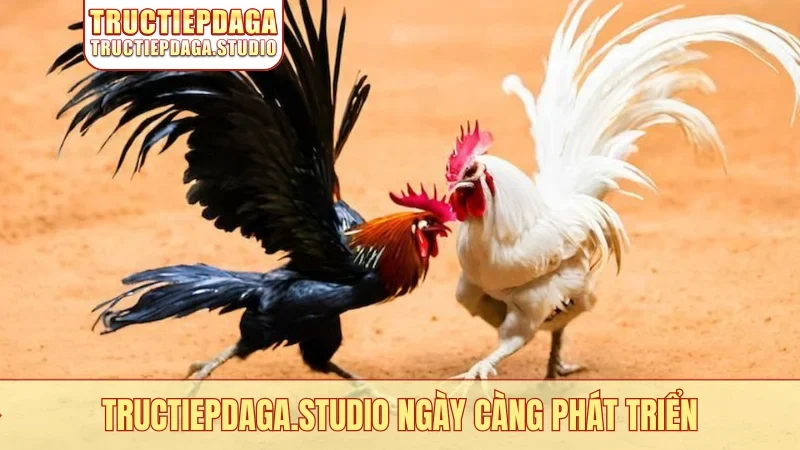 Tructiepdaga.studio ngày càng phát triển