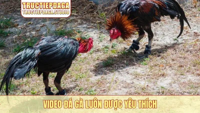 Video đá gà luôn được yêu thích