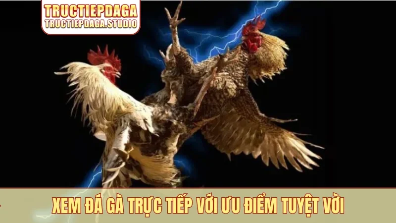 Xem đá gà trực tiếp với ưu điểm tuyệt vời