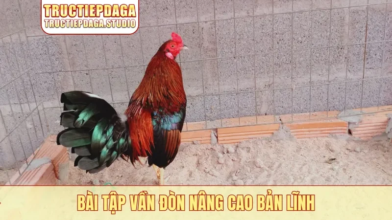 Bài tập vần đòn nâng cao bản lĩnh