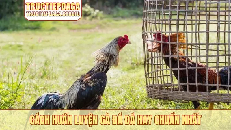 Cách huấn luyện gà đá đá hay chuẩn nhất