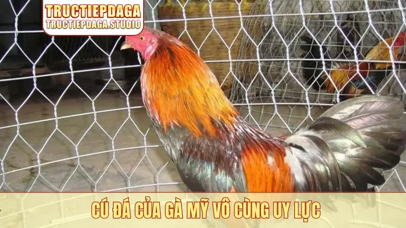 Cú đá của gà Mỹ vô cùng uy lực
