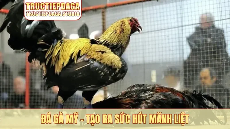 Đá gà Mỹ