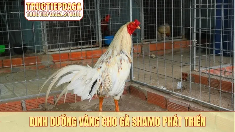 Dinh dưỡng vàng cho gà Shamo phát triển