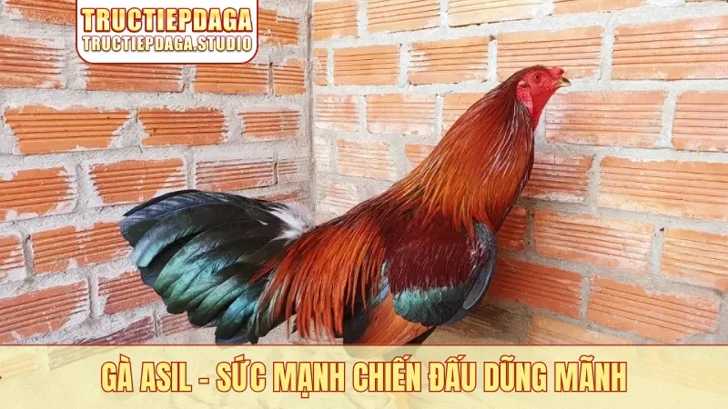 Gà Asil
