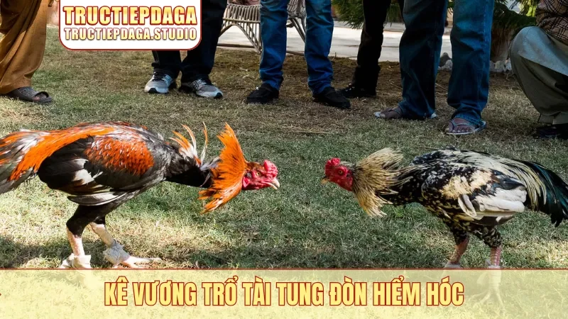 Kê vương trổ tài tung đòn hiểm hóc