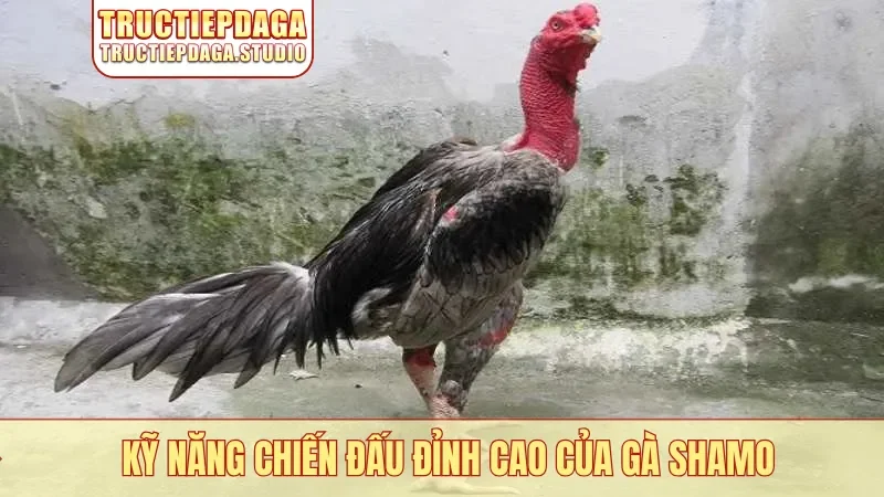 Kỹ năng chiến đấu đỉnh cao của gà Shamo