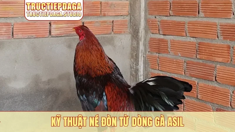 Kỹ thuật né đòn từ dòng gà Asil