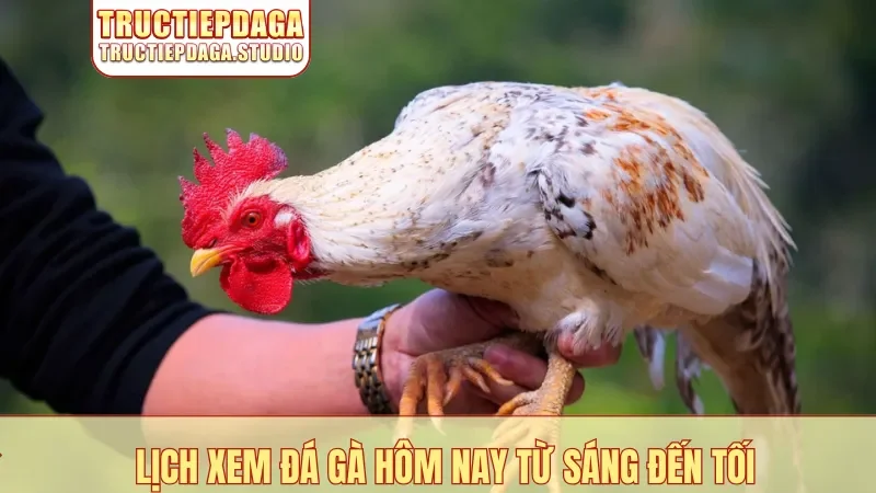 Lịch xem đá gà hôm nay từ sáng đến tối