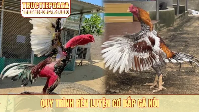 Quy trình rèn luyện cơ bắp gà nòi