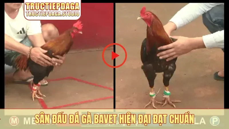 Sân đấu đá gà Bavet hiện đại đạt chuẩn