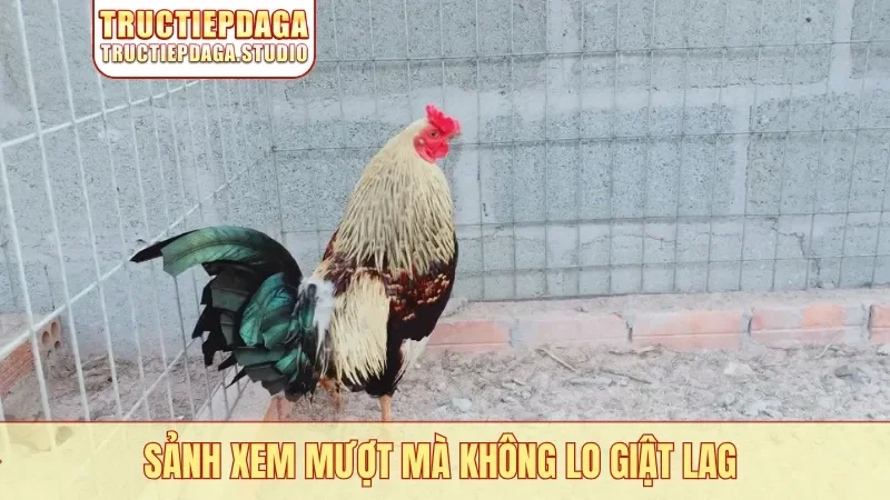 Sảnh xem mượt mà không lo giật lag