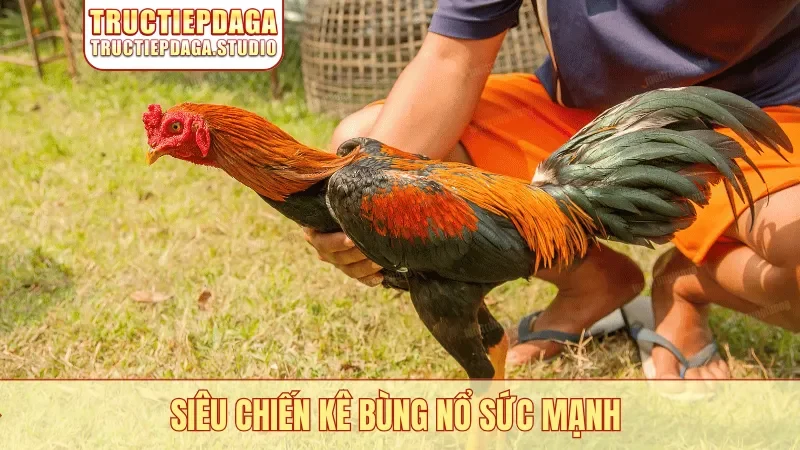 Siêu chiến kê bùng nổ sức mạnh
