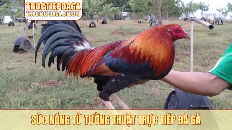 Sức nóng từ tường thuật trực tiếp đá gà
